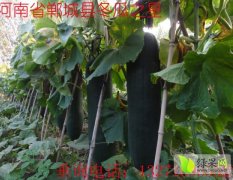 河南郸城黒宝188黑冬瓜个大肉实，色泽鲜艳