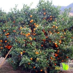 广西雁山沙糖桔：雁山镇桂林小刘