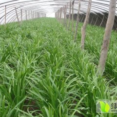 河北乐亭唐山韭菜：城南母徐辉