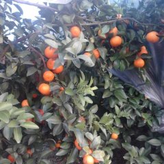 广西鹿寨砂糖橘：头排镇廖明学