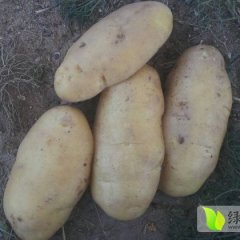 河北尚义荷兰十五：大青沟李迈