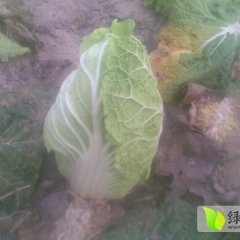 湖北钟祥娃娃菜：中山社柯晶