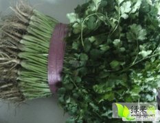 山东泗水香菜：杨柳张荣义