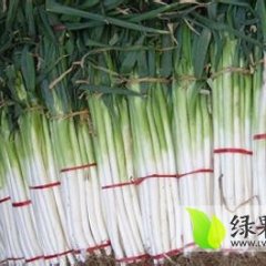 山东章丘章丘大葱：枣园街马光耀