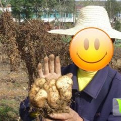 湖北黄冈蕲春大别山特产佛手观音掌山药