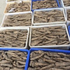 湖北黄冈蕲春大别山特产高溪棒槌棒锤山药