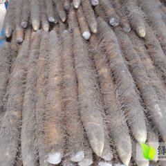 湖北宜城九斤黄山药：王集李太洲