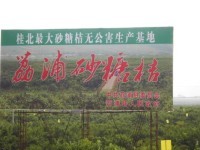 广西荔浦县修仁镇大量供应沙糖桔：王玉辉