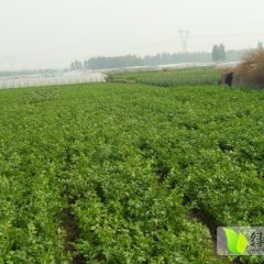 山东章丘章丘鲍芹：辛寨鲍李东旭