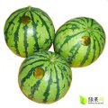 吉林农安京欣：花皮西瓜。新农乡张伟明