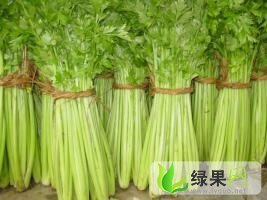 山东沂南美国西芹：辛集镇谢璐涵