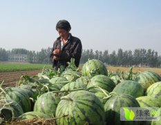 商丘市李口镇小庄集京研华欣系列西瓜120元/亩
