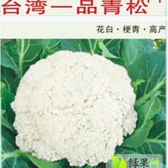 河南睢阳白面青梗松花菜台湾一品青松