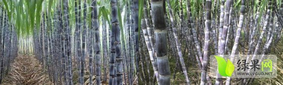 广东甘蔗：大灰种涨幅不断价格新高