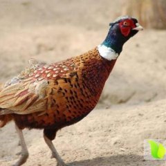 湖北咸安纯生态养殖野鸡：横沟桥徐宏江