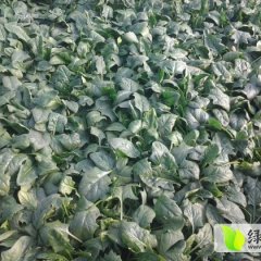 河南通许玉皇庙陆地菠菜0.1元.