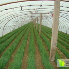 河北乐亭中绿韭菜一号：城南徐辉