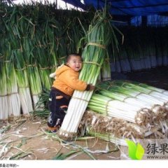 山东平度铁杆大葱：兰底镇陈中旭