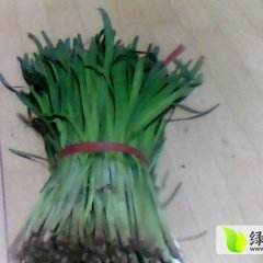 辽宁凌海汉中韭菜：建业乡周凯