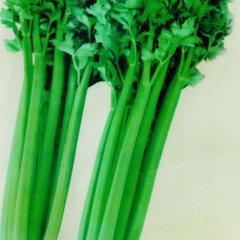 安徽砀山皇妃芹菜：城南曾王和平