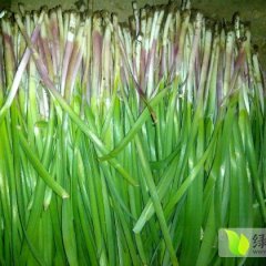 山东龙口 富生韭菜：兰高镇成辉