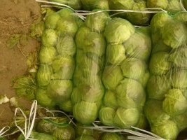 河南新野各种甘蓝：汉城区周德发