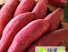 山东泗水商薯19红薯：杨柳红郑超