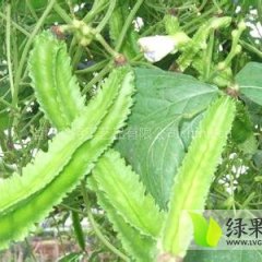 海南美兰四菱豆：海甸五蒋海艳