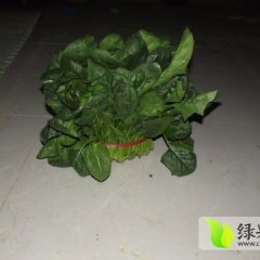 山东东昌府大叶菠菜:于集镇杨金钟
