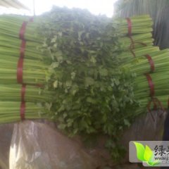 大量供应中细棵 芹菜