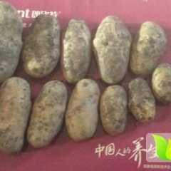 内蒙古牙克石荷兰十五：乌尔其汗