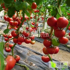 粉果番茄最优秀品种--“凯特一号”
