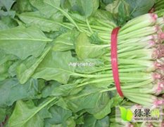 山东金乡大叶菠菜：鸡黍王启发