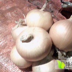 黑龙江宁安毛葱：范家共关春伟