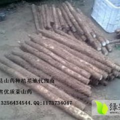 山东曹县九斤黄山药：仵楼乡李先生