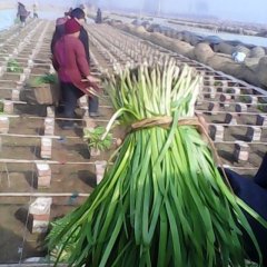 大量供应无公害韭菜