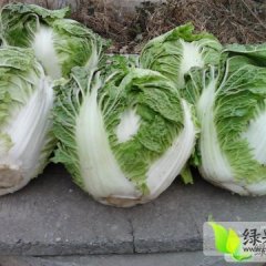 河南博爱秦白2号：孝敬镇余国亮