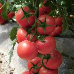 山东禹城硬粉：辛寨镇梁安振