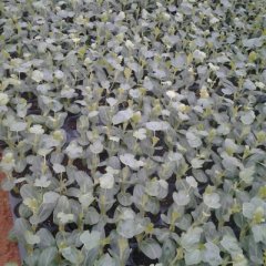 绿果缘果蔬专业合作社供-黑美人瓜苗