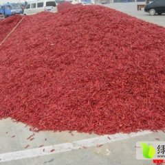 山东金乡干辣椒-三樱天宇