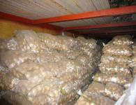 内蒙古牙克石中薯五号：种植马超