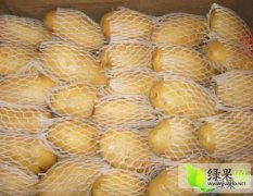 广州江南蔬果批发市场荷兰十五