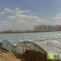 山东济南太平镇京欣西瓜4月上市