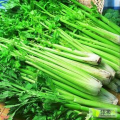 山东商河美国西芹：玉皇庙袁先生