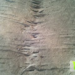 山东牡丹白玉山药：马岭岗小刘