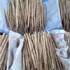 河北深泽小白嘴白山药：后马里翟先生