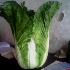 河北定州冬季储存北京新3号白菜1