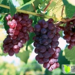 陕西大荔红提葡萄：范家镇史赵锋