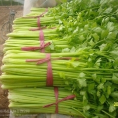 河北永年皇妃芹菜：广府镇李先生