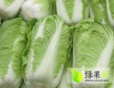 安徽砀山青岛青杂大白菜：李庄镇王猛